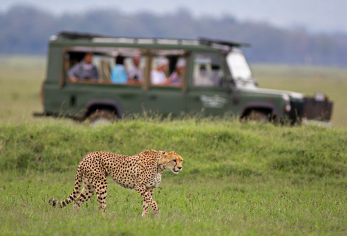 Leopard (Panthera pardus) looking for prey while controlling her territory in Sabi Sands Game Reserve in the Greater Kruger Region in South Africa