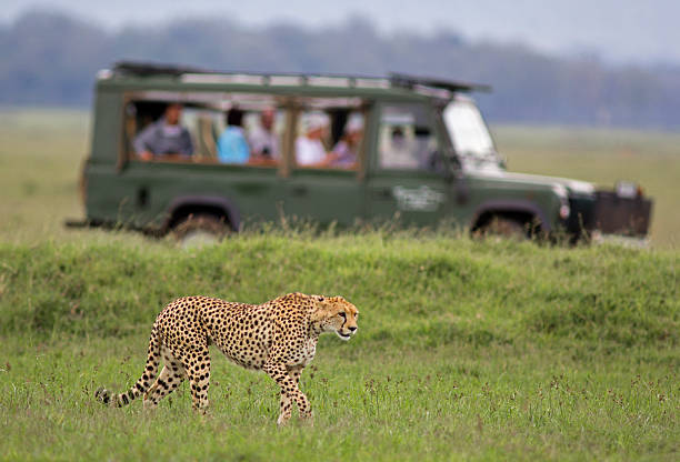 african safari - car prowler стоковые фото и изображения