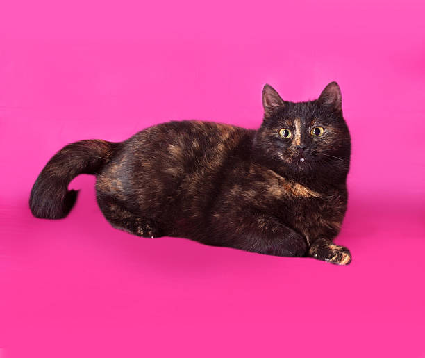 istock Black and red cat lying on pink 465420640