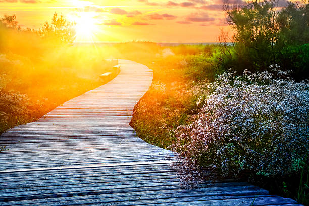 Wooden path meanders over heathland towards sunrise/sunset