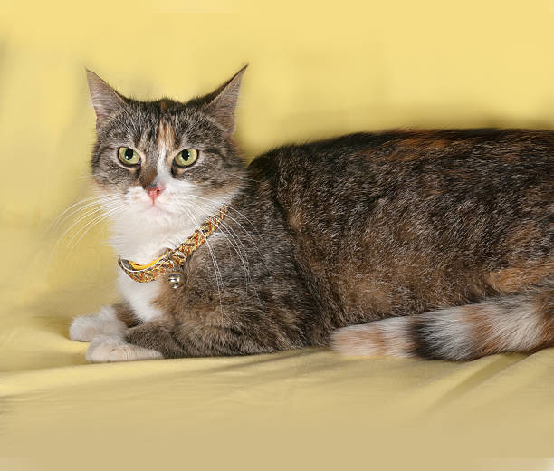 istock Tricolor striped cat lying on yellow 465420664