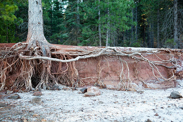 eroded lake shore - urholkad bildbanksfoton och bilder