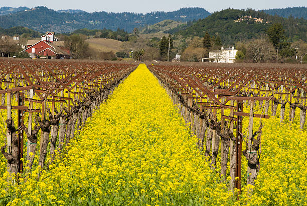 Yellow Mustard Napa Valley in spring dormant grape vines California
