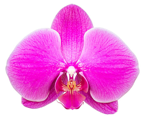 istock pink phalaenopsis orchid flower 465421432