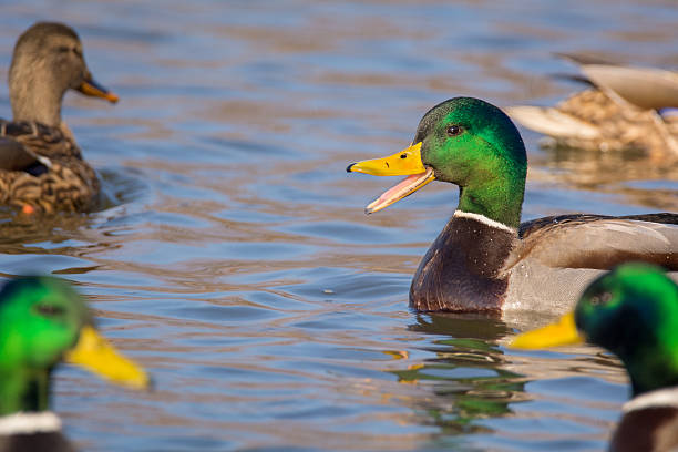 Mallard stock photo