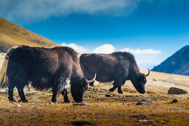 istock Yak at Nubra Valley Leh Ladahk India 465421885