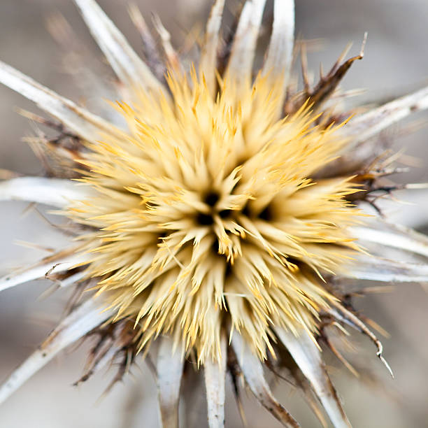 Thistle Macro Shot of Thistle Flower in Nature bristlethistle stock pictures, royalty-free photos & images