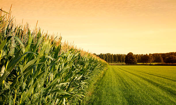 Cornfield at sunset adjacent to grassy field and woods Cornfield with farmland  at sunset. corn crop stock pictures, royalty-free photos & images