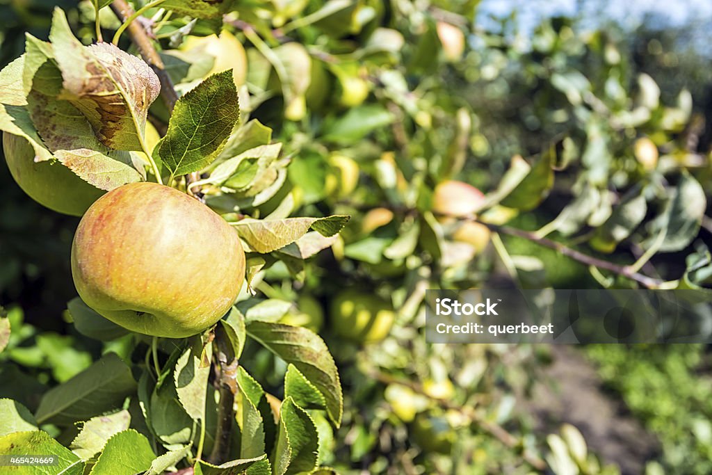 Apple Orchard - Lizenzfrei Apfel Stock-Foto