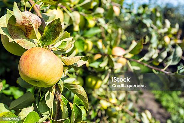 Manzanar Foto de stock y más banco de imágenes de Agricultura - Agricultura, Aire libre, El mundo de la naturaleza