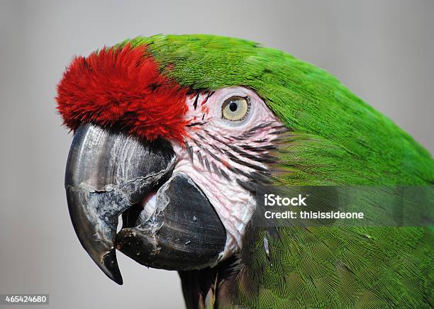 Red Crowned Amazon Parrot Stock Photo - Download Image Now - 2015, Amazon Rainforest, Amazon Region
