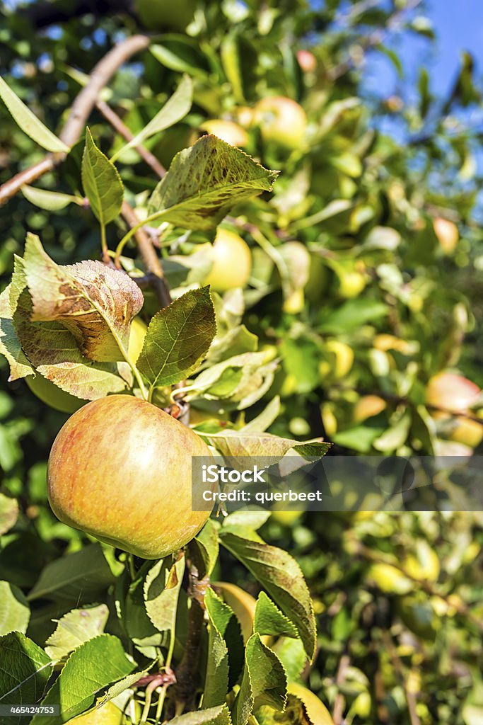 Apple Orchard - Lizenzfrei Apfel Stock-Foto