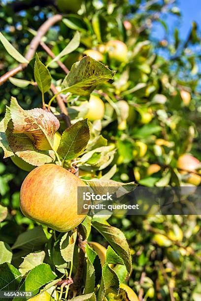 Apple Orchard Stockfoto und mehr Bilder von Apfel - Apfel, Apfelbaum, Apfelgarten