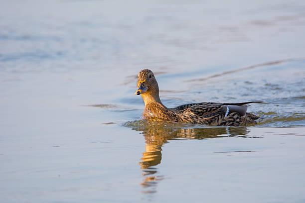 Mallard stock photo