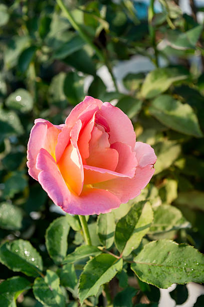 istock Pink Rose as a nature background in the garden 465424992