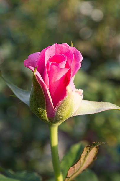istock Pink Rose in Garden, Asia Thailand 465425008