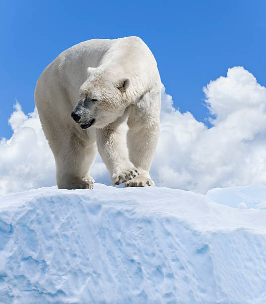 urso polar ártico em pé no gelo - arctic manitoba churchill manitoba canada - fotografias e filmes do acervo