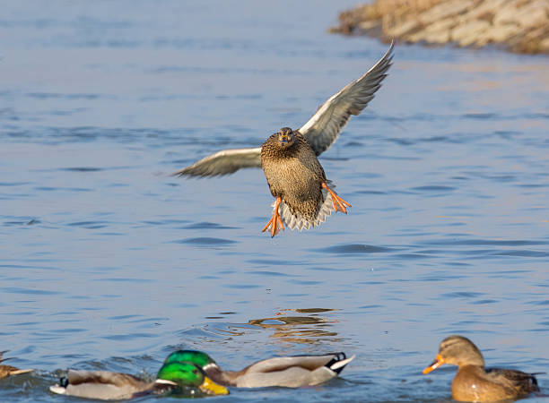 Mallard stock photo