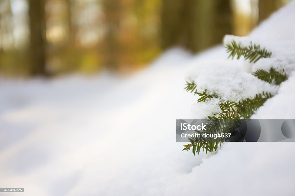 Foresta ricoperta di neve piano - Foto stock royalty-free di Ambientazione esterna