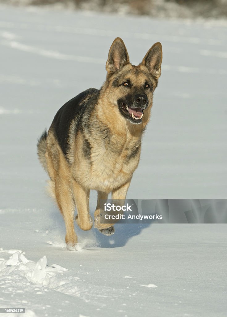 German Shepherd im Winter - Lizenzfrei Deutscher Schäferhund Stock-Foto