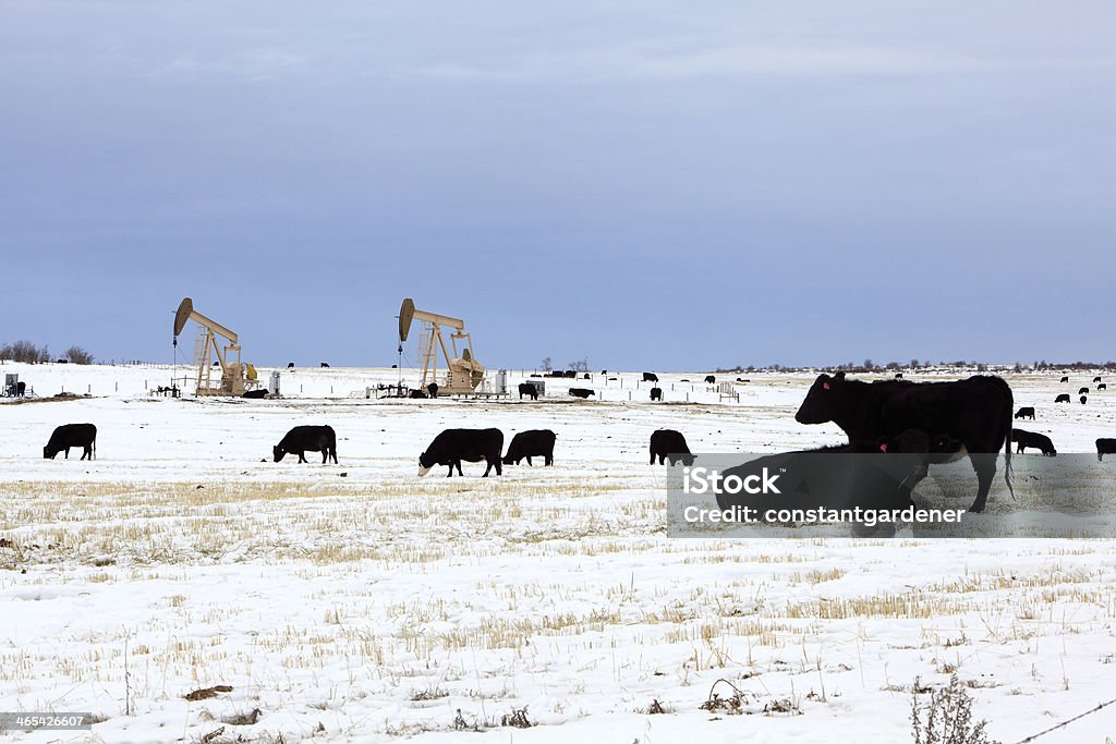 Bovinos vida em harmonia com a indústria petrolífera - Royalty-free Agricultura Foto de stock