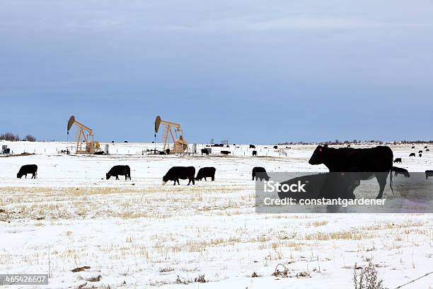 Bovinos Vida Em Harmonia Com A Indústria Petrolífera - Fotografias de stock e mais imagens de Agricultura