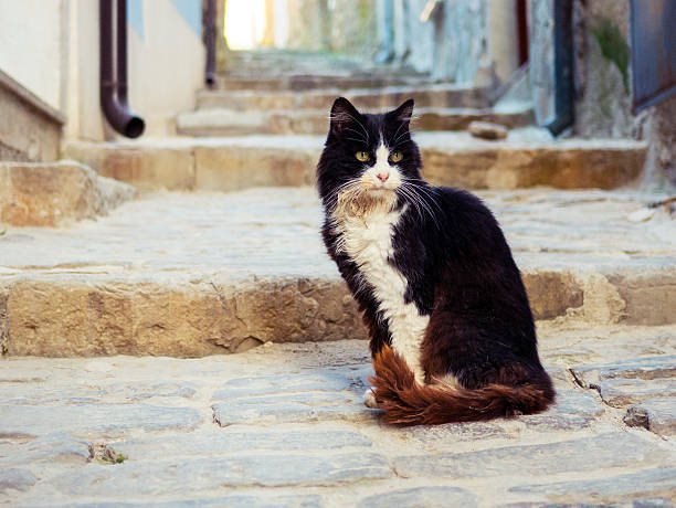 istock Scruffy cat on the mediterranean street 465426833
