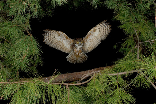 Great Horned Owl Flying at Night