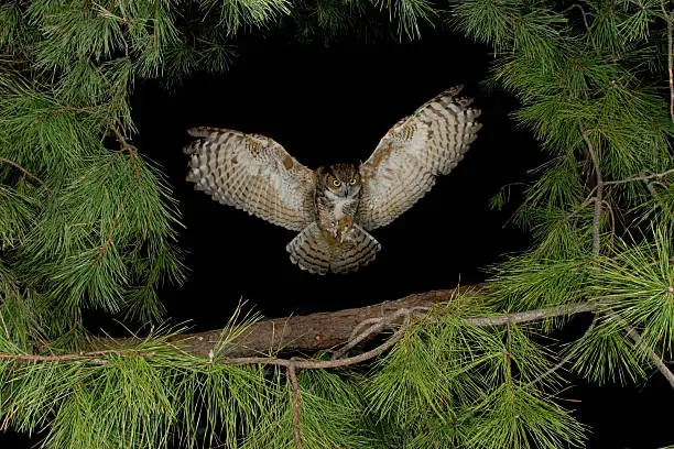 Photo of Great Horned Owl Flying at Night