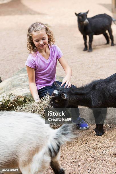 Mädchen Im Streichelzoo Stockfoto und mehr Bilder von Streichelzoo - Streichelzoo, 6-7 Jahre, Füttern