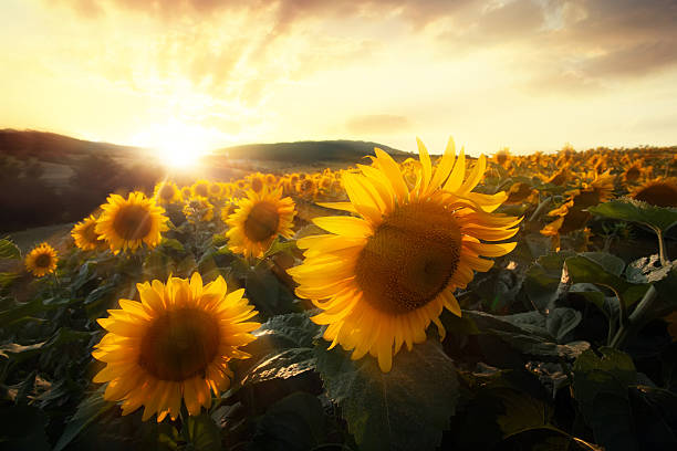 istock A field of sunflowers at sunset 465428506