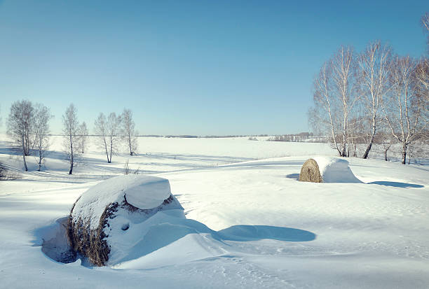 bonito sol paisagem de inverno. rolos de feno no campo - winter farm vibrant color shadow imagens e fotografias de stock