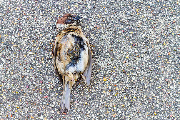 istock Wren lying dead on the floor. 465430936