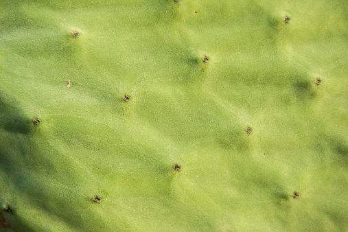 Closeup texture of green Prickly pear or Opuntia Ficus indica cactus plant.Tropical succulent background for design.Selective focus.