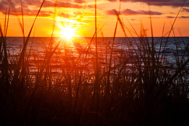 istock Silhouettes of grass at sunset 465430956