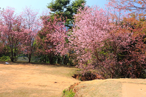 Sakura of Thailand