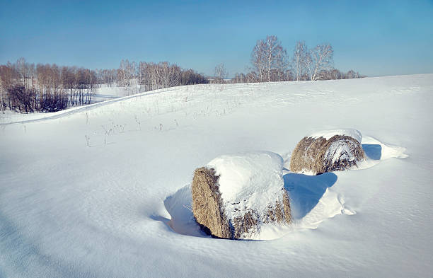 paisagem de inverno bonito com rolos de feno no campo - winter farm vibrant color shadow imagens e fotografias de stock