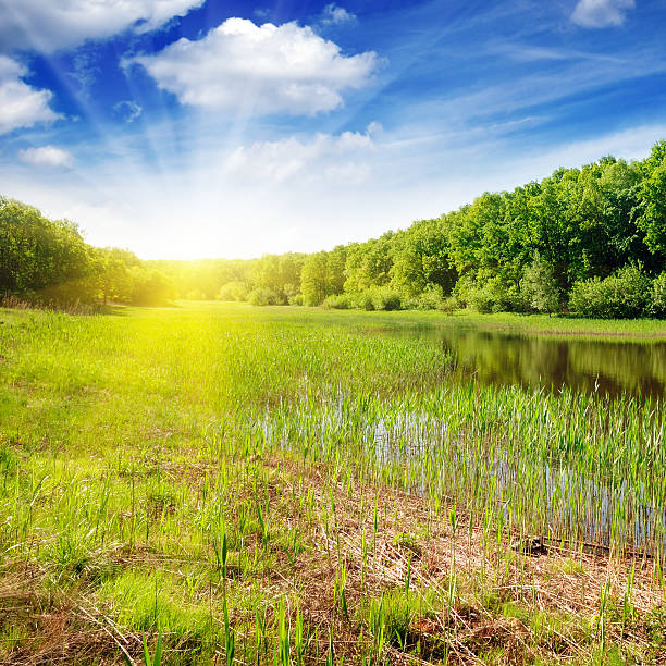 istock Forest lake in the rays of dawn 465431460