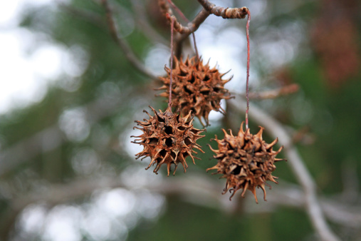 These pods called by some as gum balls hold the seeds for the sweet gum tree.