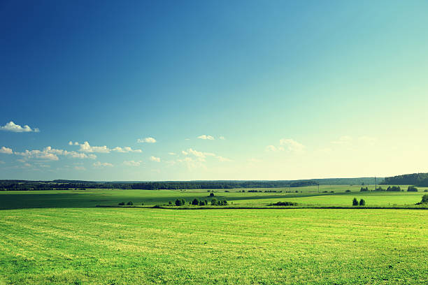 istock field of grass and forest 465432068