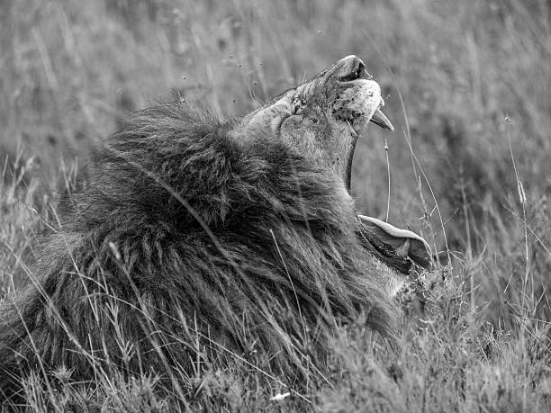 Lion roaring Serengeti National Park BW