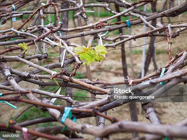 Young Leaf Buds In The Vineyard Stock Photo - Download Image Now - 2015, Agricultural Field, Agriculture