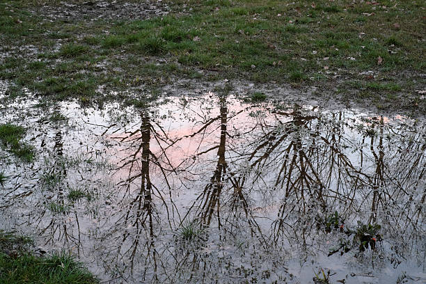 istock Bare trees reflected in a puddle of water 465432258