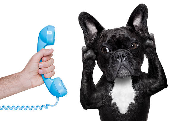 istock A black dog covering it's ears with a blue phone by his ear 465432700