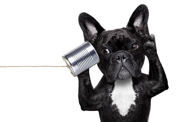 perro telpehone teléfono - tin can phone fotografías e imágenes de stock