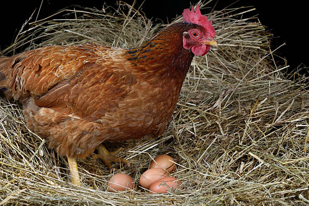 hen eggs four a hen laying eggs in its nest animal nest photos stock pictures, royalty-free photos & images