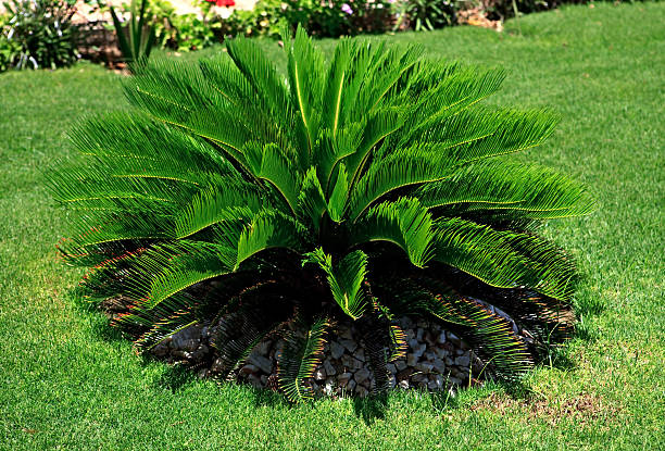 istock Cycas Revoluta. 465434337