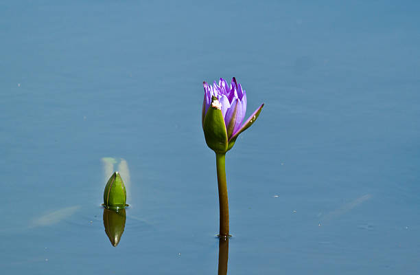 istock lotus flower blossom 465435109