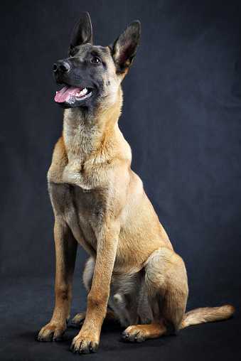 Domestic dog photographed in a photo studio, a  malinois belgian shepherd dog sitting on a black background.