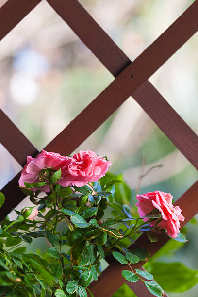 クライミングのバラ - frame flower ornamental garden beauty in nature ストックフォトと画像